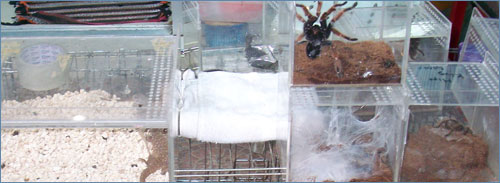 Chatuchak market in Bangkok