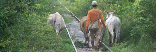 Another slow day on the Cambodian rail system