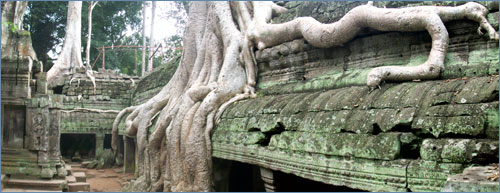 tangling with Ta Phrom tangling with Ta Phrom
