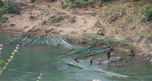 Working bamboo in the river Working bamboo in the river