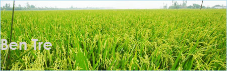 Ben Tre rice fields in the Mekong Delta, Vietnam