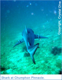 Shark at Chumphon Pinnacle, Ko Samui, Thailand