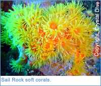 Soft coral at Sail Rock, Ko Tao, Thailand