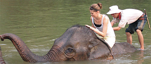Elephant trekking out of Luang Prabang Elephant trekking out of Luang Prabang