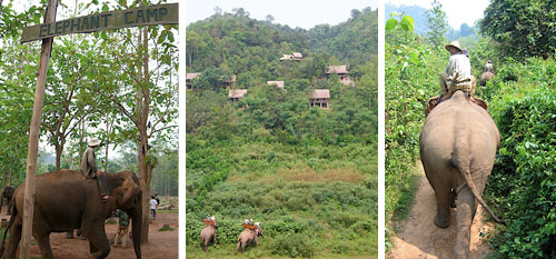 Elephant trekking out of Luang Prabang Elephant trekking out of Luang Prabang