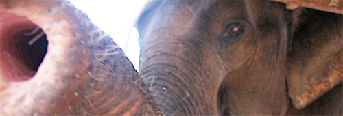 Elephant trekking out of Luang Prabang Elephant trekking out of Luang Prabang