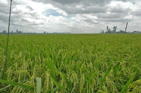 Rice padi in Ben Tre
