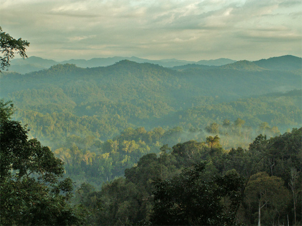 Forrested mountains at the Gibbon Experience. Laos Forrested mountains at the Gibbon Experience. Laos
