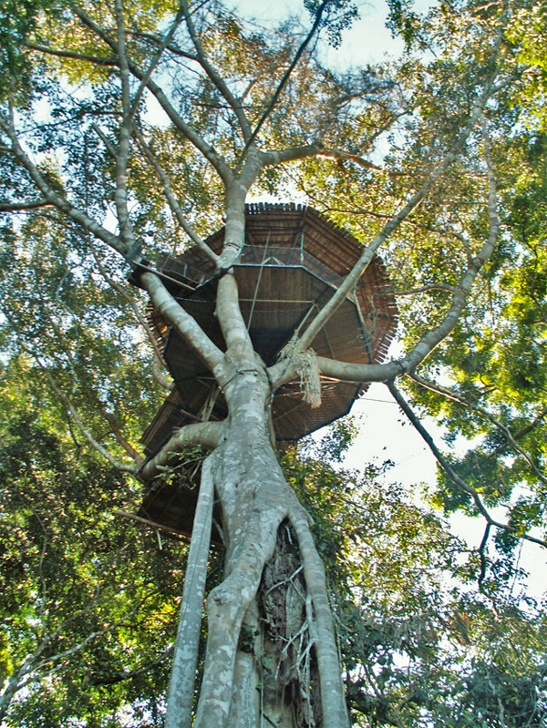Treehouse, Gibbon Experience Treehouse, Gibbon Experience