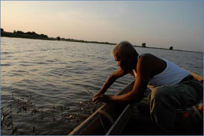 Pulling up mimosa, Ban Lan Khe, Ayutthaya
