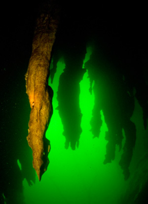Underwater stalactites, Khao Sok National park, Thailand Underwater stalactites, Khao Sok National park, Thailand