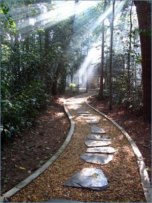 Forest wat grounds Forest wat grounds