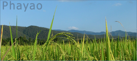 Phrao rice paddie Phrao rice paddie