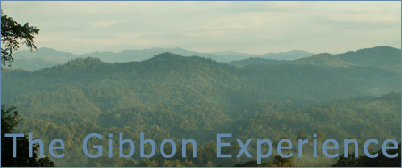 The Gibbon Experience vista The Gibbon Experience vista
