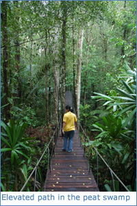 Walking down at elevated walk-way in the peat swamp outside Sungai Kolok, Narathiwat