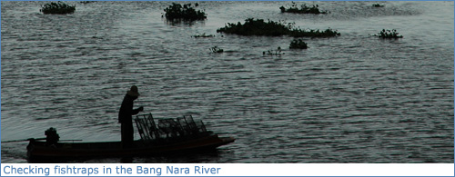 Checking fish traps in the Bang Nara River, Narathiwat