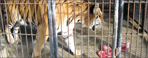 Pacing tiger at Phnom Tamao
