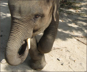 Chhouk, injured elephant at Phnom Tamao