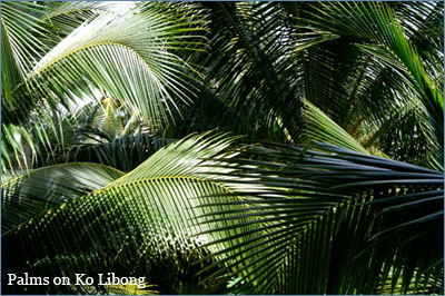 Palm fronds on Ko Libong