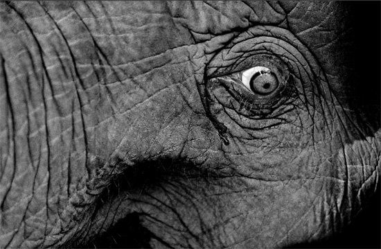 Photo by Palani Mohan. http://www.palanimohan.com/ Photo by Palani Mohan. http://www.palanimohan.com/
