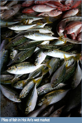 Piles of fish in Hoi An's wet market Piles of fish in Hoi An's wet market