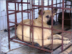 A dog kept in a cage within the restaurant