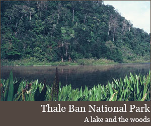 Photo for Thale Ban National Park