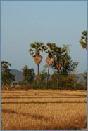 Photo of Ko Don Khong