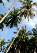Photo of Ko Muk