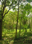 Photo of Ko Ra