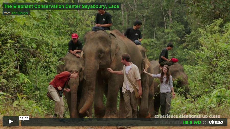 View The Elephant Conservation Centre Sayaboury, Laos on Vimeo View The Elephant Conservation Centre Sayaboury, Laos on Vimeo