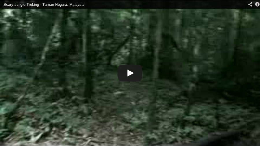 View Almost lost in Taman Negara on Youtube View Almost lost in Taman Negara on Youtube