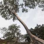 Avoid the crowds at Ta Prohm: go to Preah Khan