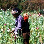 Ethnic groups of Northern Thailand: the Shan