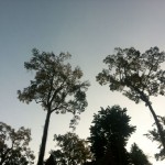 Photo: Chiang Dao trees