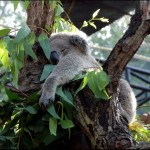 Chiang Mai Zoo