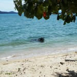 Samui's water buffalo: Gentle giants or battering beasts?