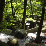 Getting back to nature at the Forest Research Institute Malaysia (FRIM)