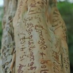 Photo: Graffiti in the botanic gardens