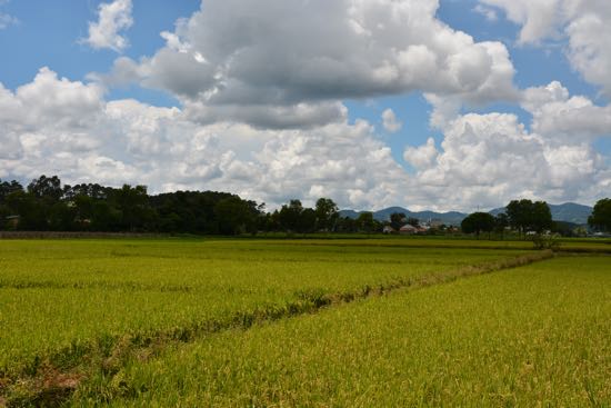Da Lat has rice fields