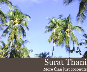 Photo for Surat Thani