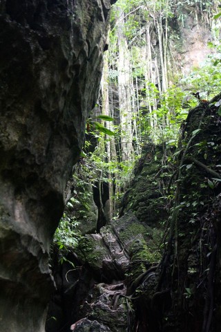Bat Cave at Bukit Lawang