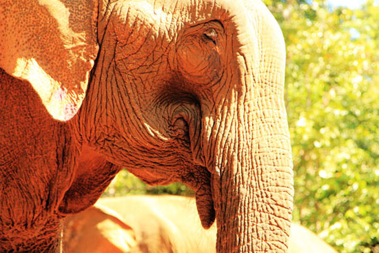 An Elephant Valley resident.
