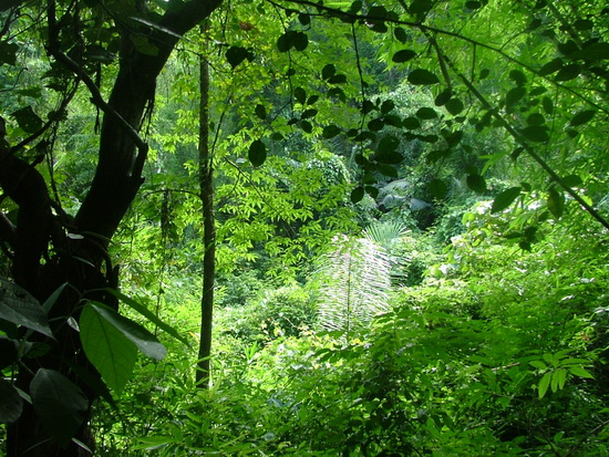 Pristine jungle in Khao Yai National Park