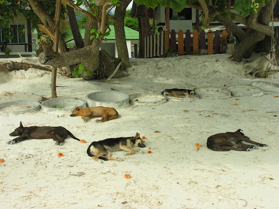 Sabai strekt zich zeker uit tot de dieren van Thailand.