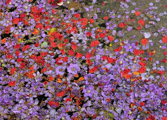 Flower petals fill up a Chiang Mai canal over Songkran.