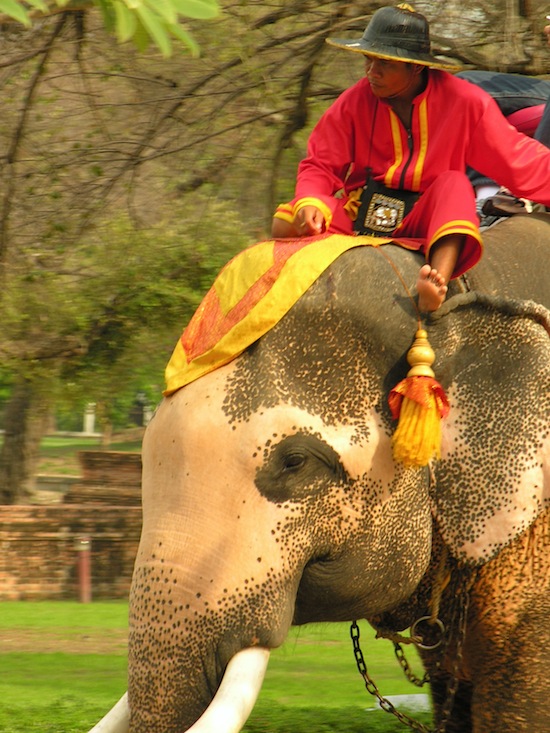 Ayutthaya's elephants enjoy a splash too.