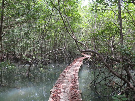 Peak season at the mangroves.